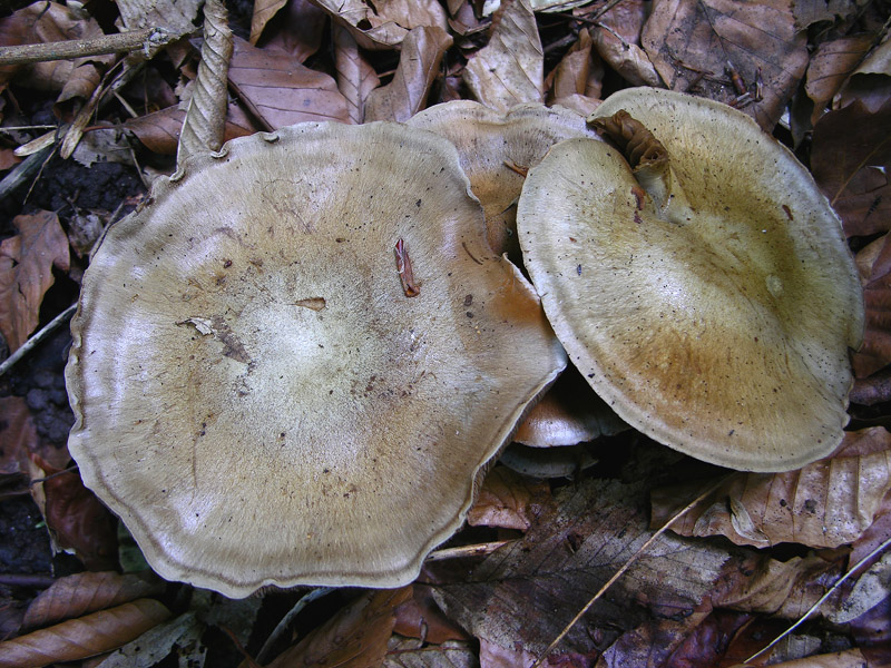 Cortinarius infractus del 08 maggio...furbetto!